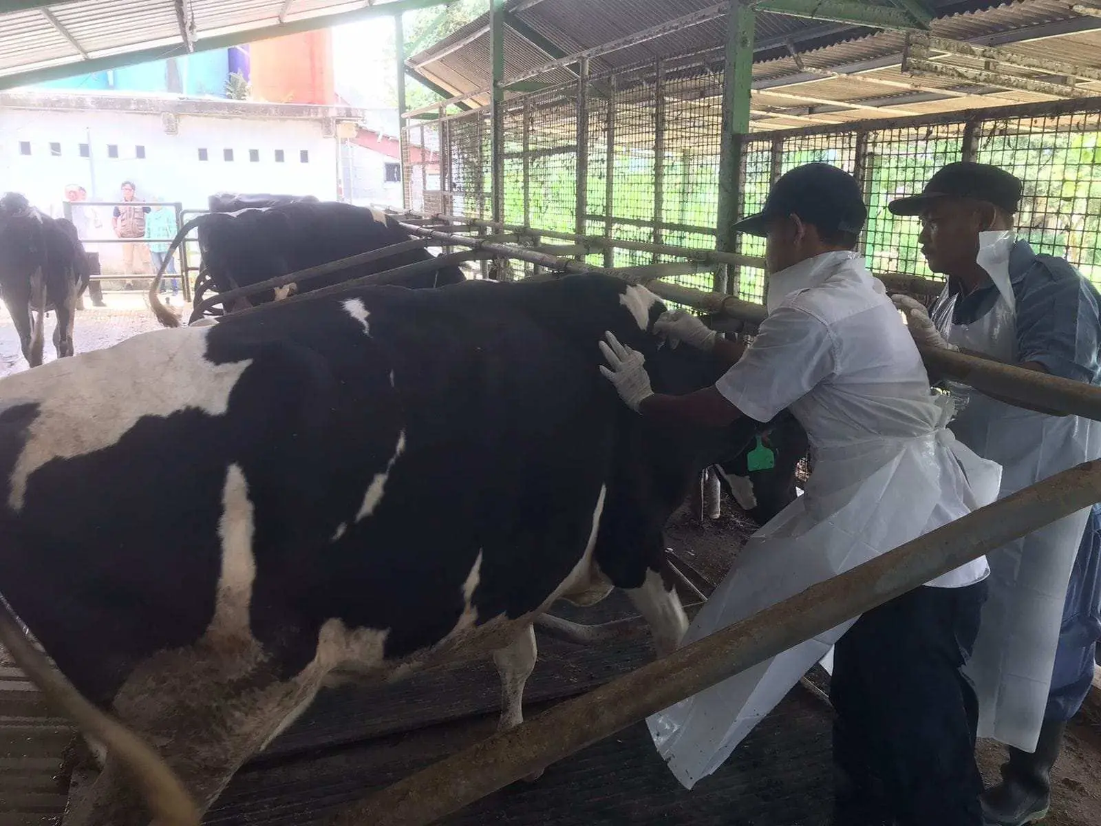 1.425 dosis vaksin, Melalui Diskanak Pemkab Bogor Gerak Cepat Pencegahan PMK