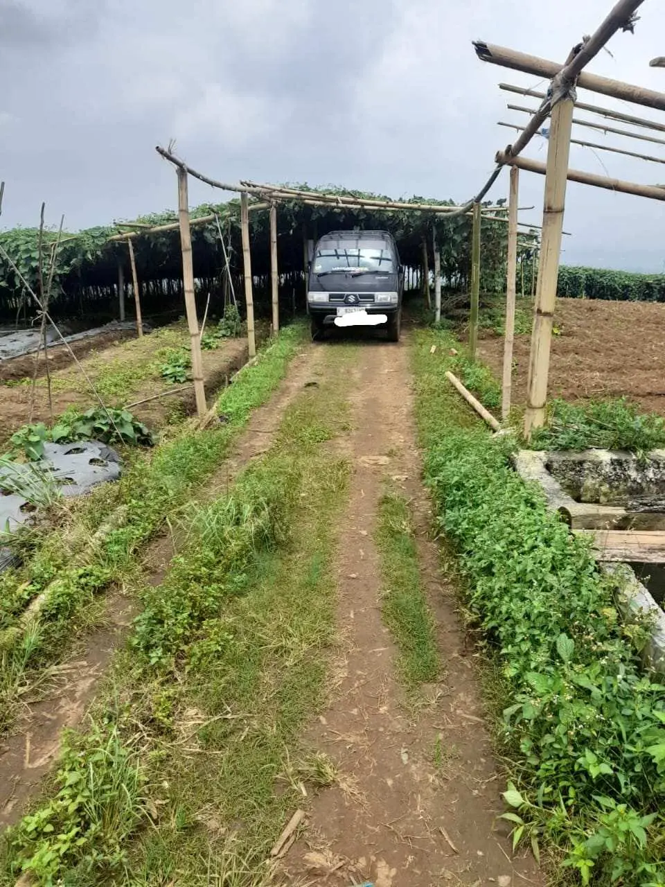 Pancawati Kembali Mencuat, Diduga Seorang Petani Mencaplok Lahan Sesama Penggarap