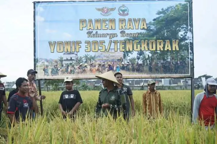 Dukung Ketahanan pangan, Prajurit Yonif 305 Kostrad Gelar Panen Raya Bersama Masyarakat